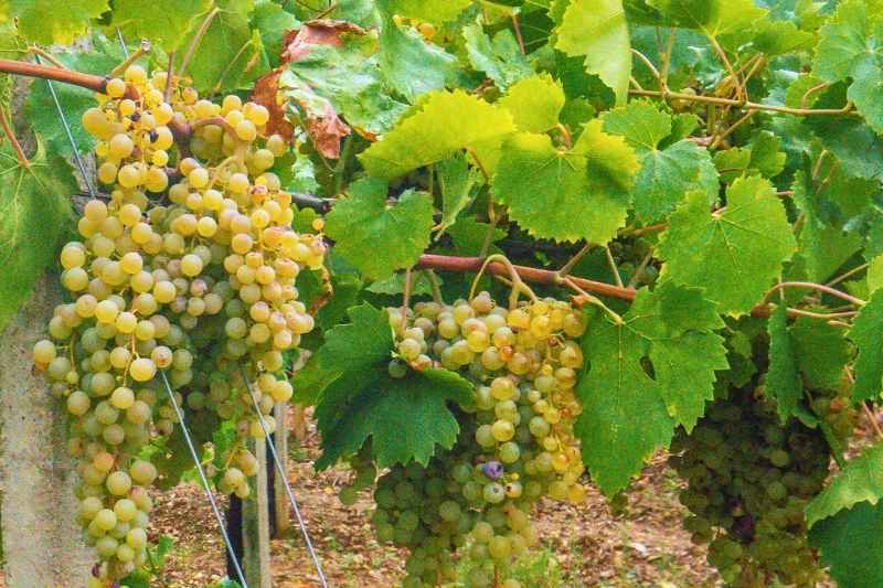 italy-cinque-terre-vermentino