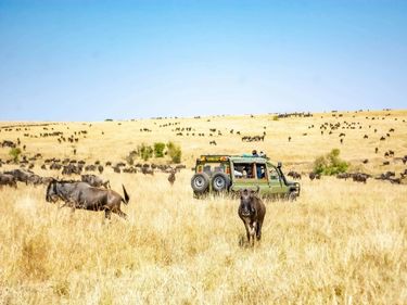 2026動物大遷徙12日