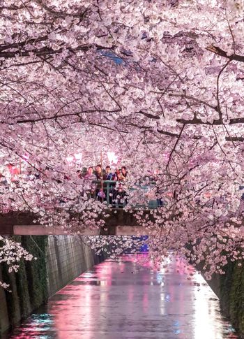 春季限定賞櫻團