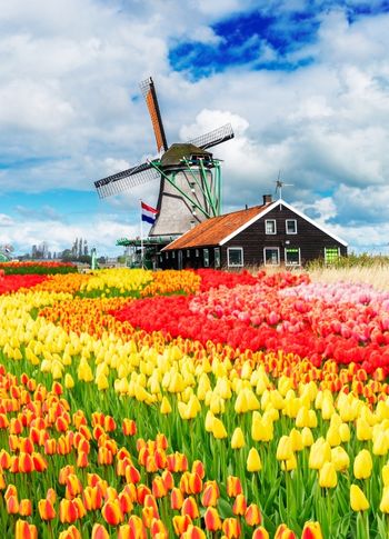 荷蘭鬱金香盛開
