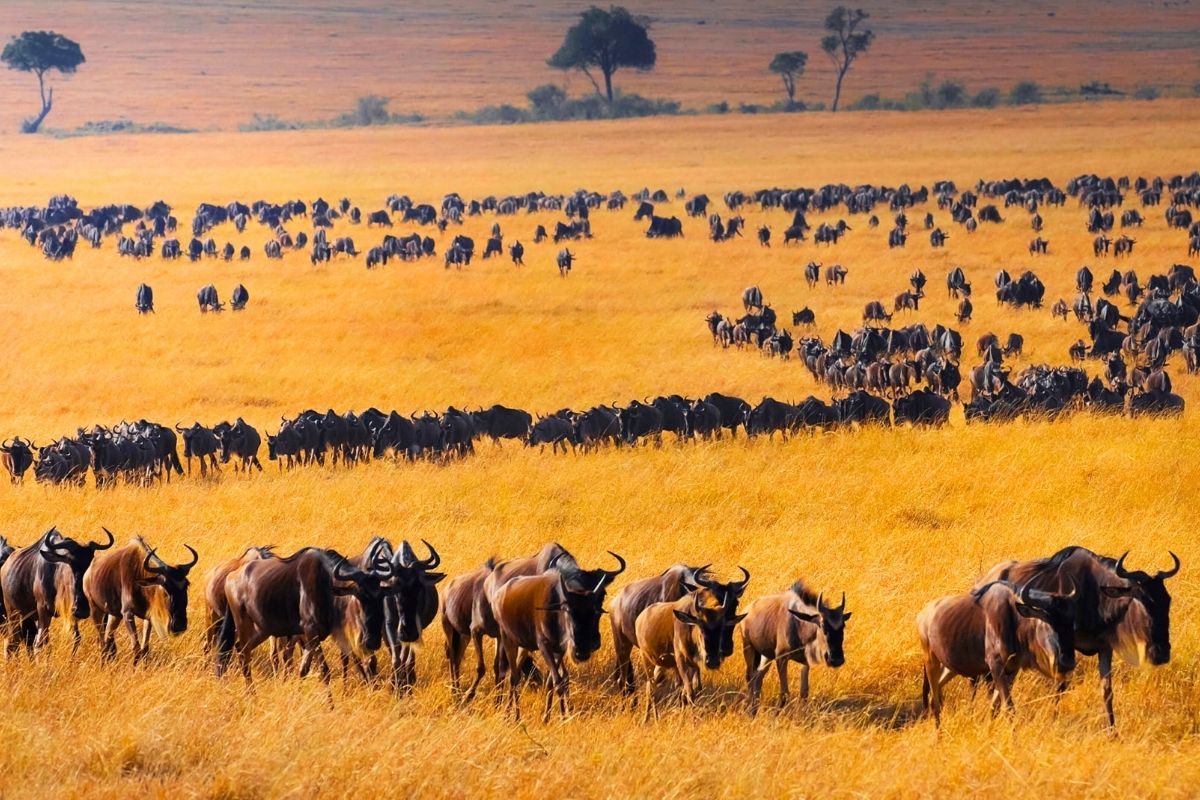 探索非洲之魂｜肯亞動物大遷徙-週三
