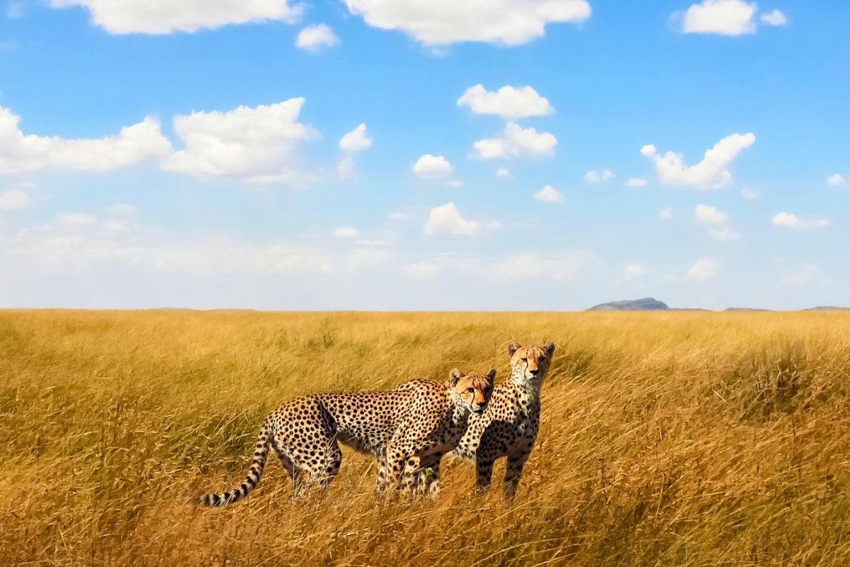 探索非洲之魂｜肯亞動物大遷徙-週六